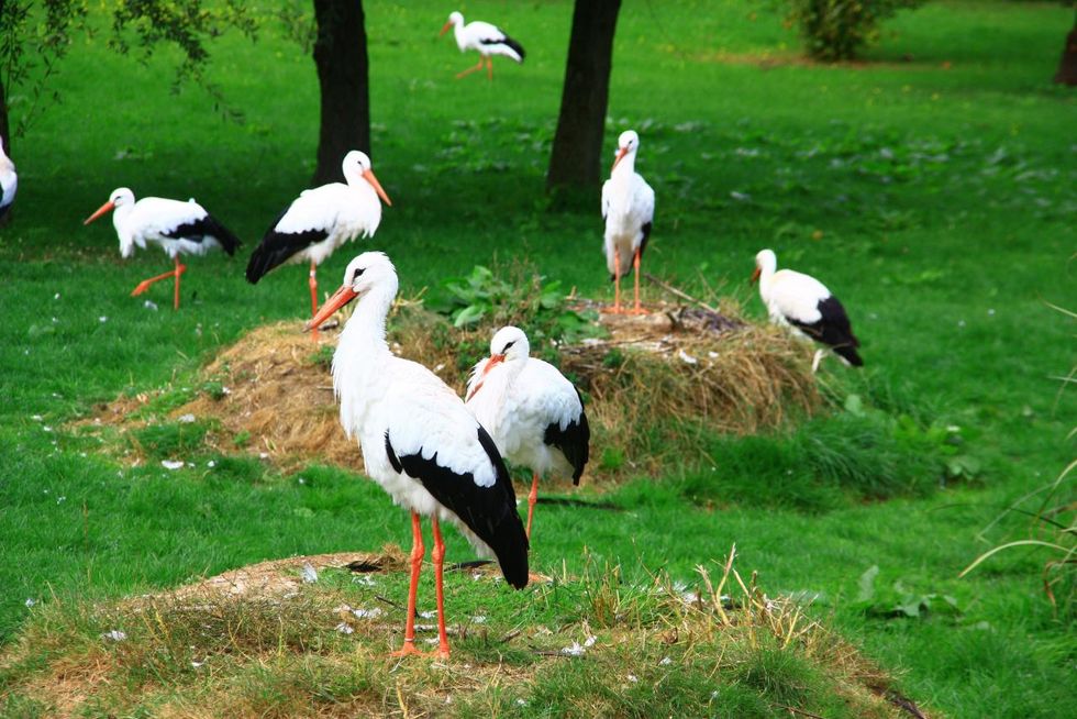 Begehbare Weißstorch-Anlage im Vogelpark Marlow