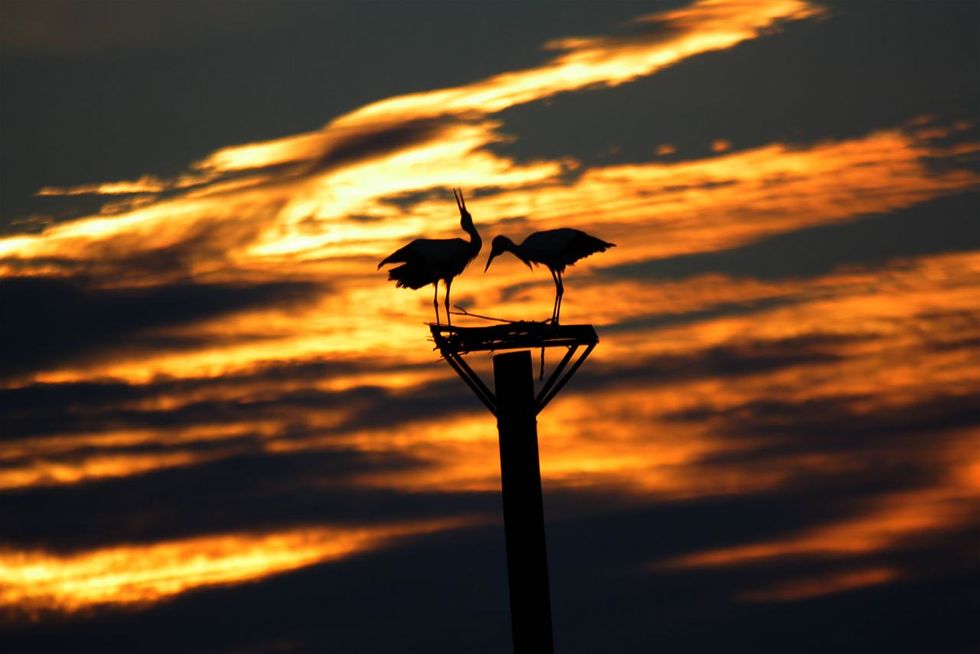 Die Freiflieger-Störche bleiben über den Winter- im Vogelpark