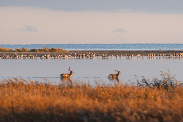 Hirschbrunftzeit im Nationalpark Vorpommersche Boddenlandschaft