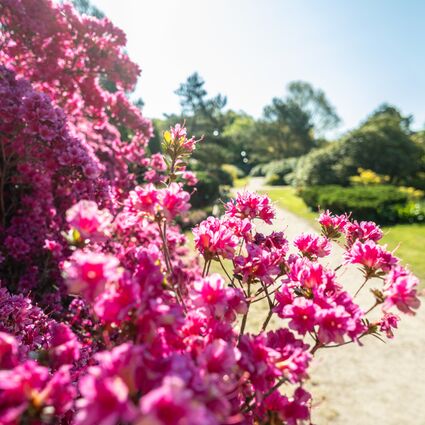 Rhododendronpark Graal-Müritz