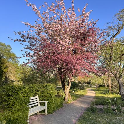 Kirschblüte in Starkow