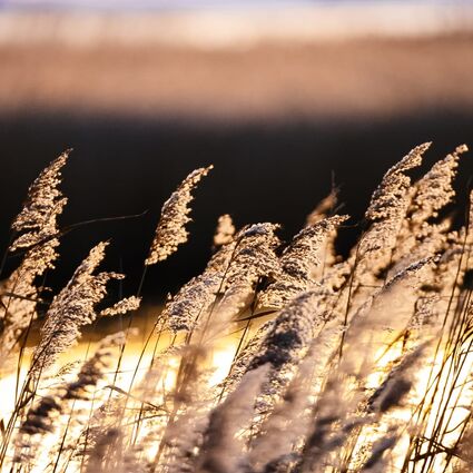 Schlösschen Sundische Wiese Zingst