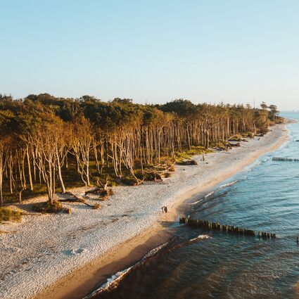 Luftaufnahme des Küstenwalds bei Graal-Müritz
