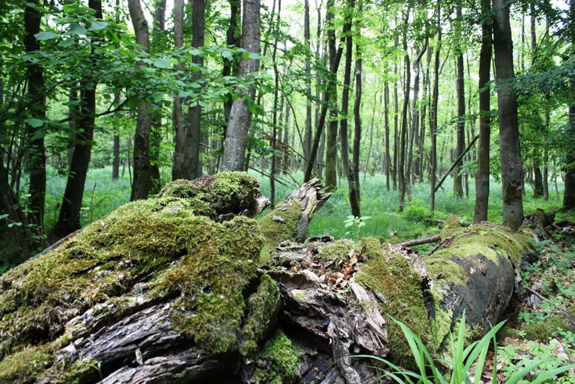 Woods as far as the eye can reach