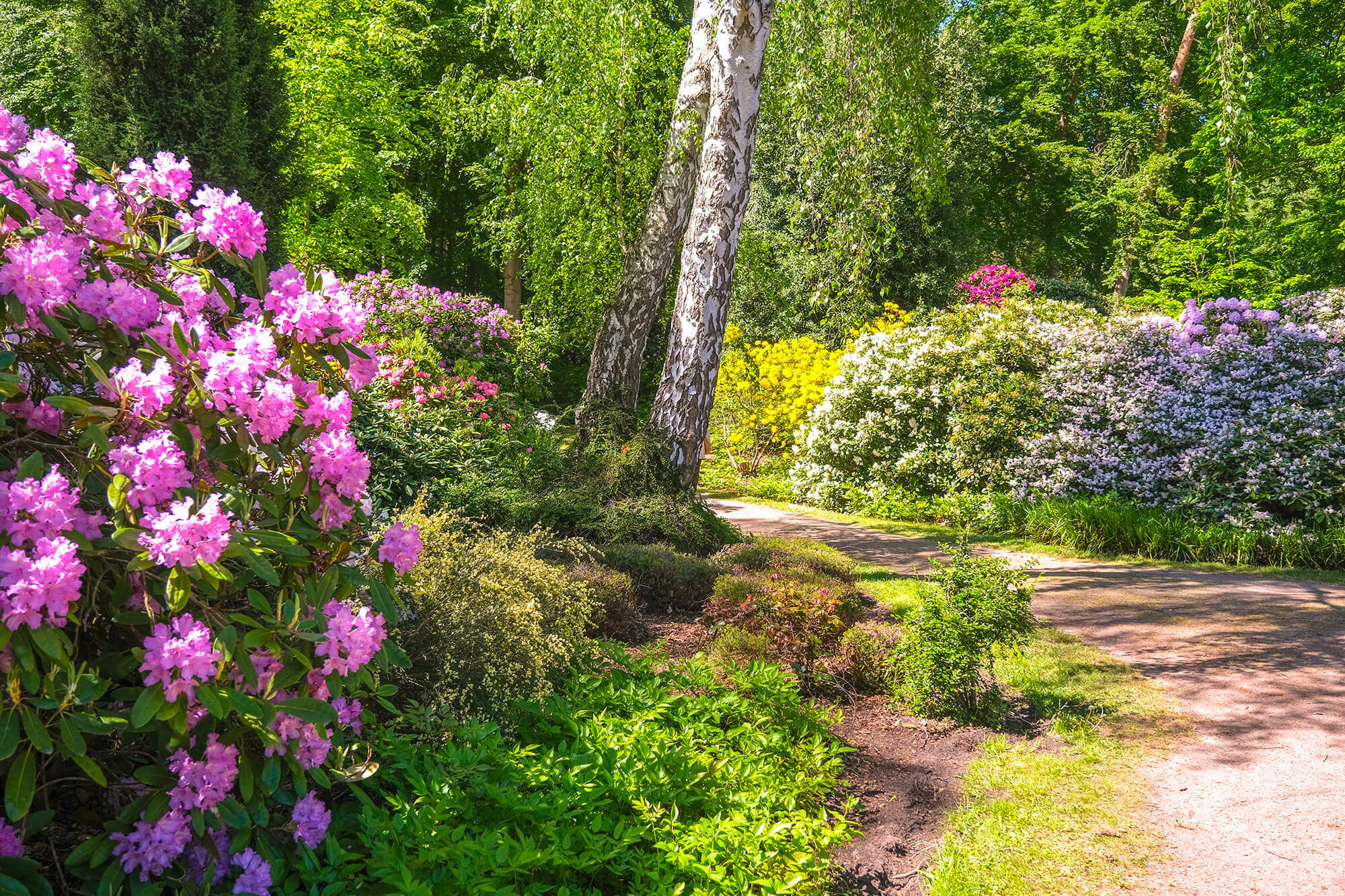 Rhododendronpark im Ostseeheilbad Graal-Müritz/Paolo Schubert