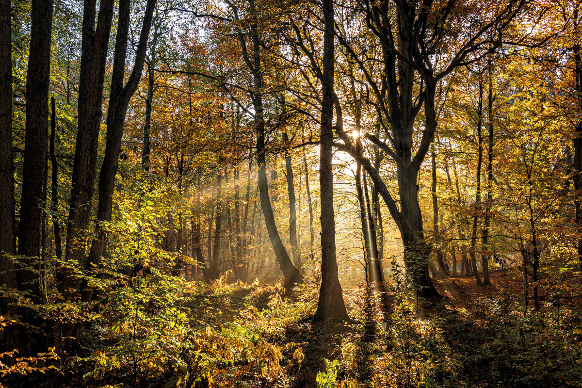 Die Herbstsonne scheint durch die Wipfel der Bäume.