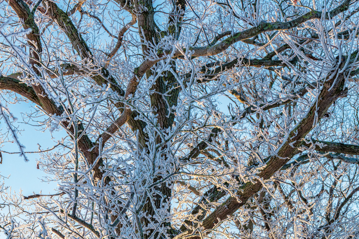 Schneebedeckte Bäume.