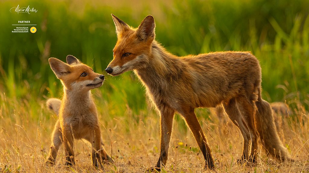 Vorhang auf für Kinder: »Fenja, die Küstenfüchsin«