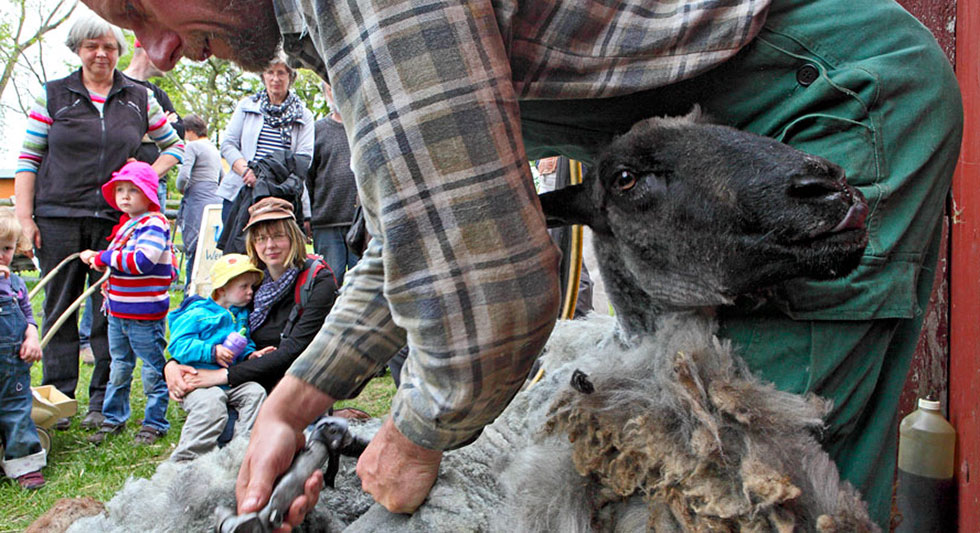 Schafschur im Freilichtmuseum