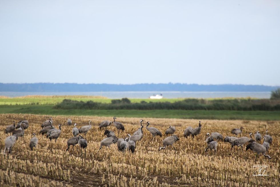 Cranes on a field at the Bodden