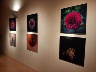 „Form, Farbe, Licht – Dreiklang der Schöpfung“ Ausstellungseröffnung: Fotografien von Konrad Lanz, Barth