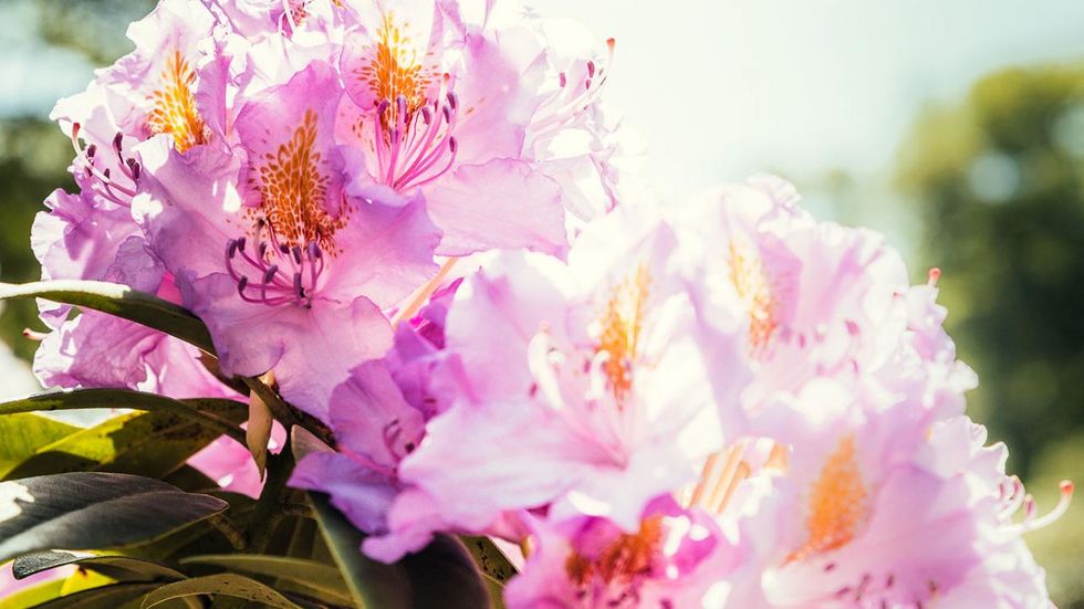 Rhododendronparkfest Graal-Müritz