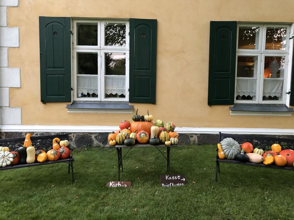 Pumpkin offer directly from the farm