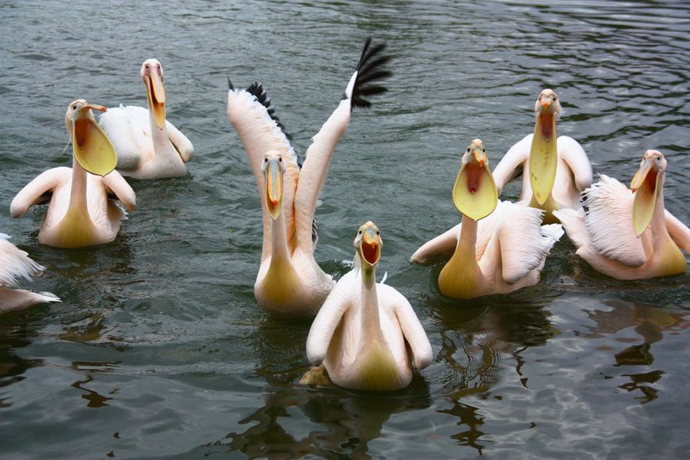 hungry-pelicans1