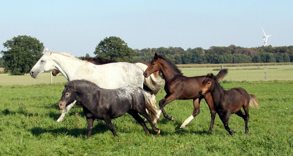 Horse families with offspring