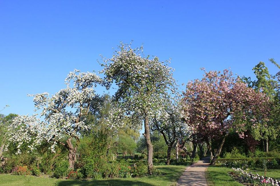 BaumBlüte im Pfarrgarten Starkow