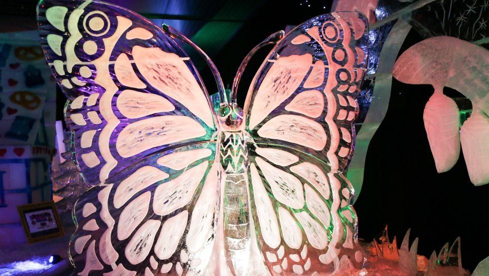 Iceworld butterfly