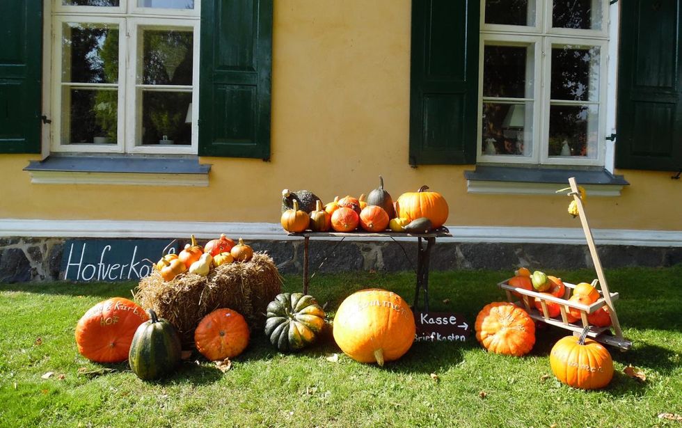 Known and unknown pumpkin varieties are grown in the manor house Behrenshagen