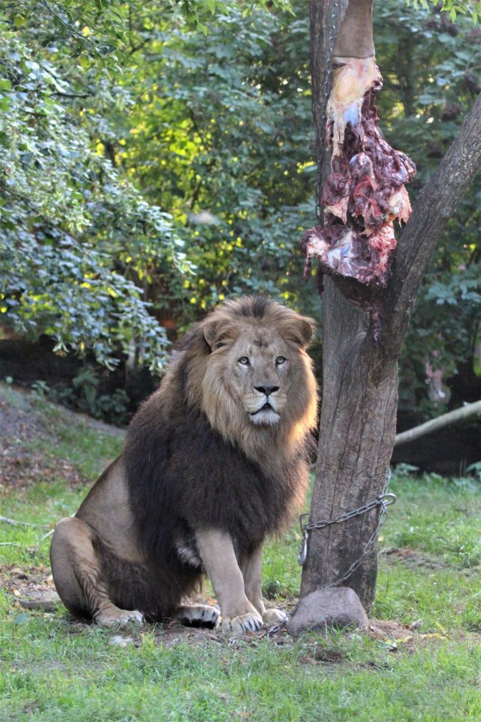Lion Mufassa guards his food