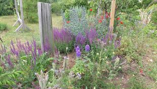 Guided tours of the herb garden