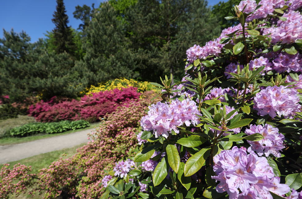 Rhododendronpark Ostseeheilbad Graal-Müritz_2